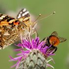 Distelfalter Hummel auf Distel 002a 