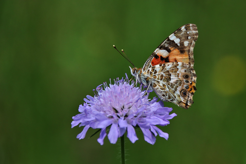 Distelfalter im Ansitz an der Witwenblume