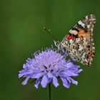 Distelfalter im Ansitz an der Witwenblume