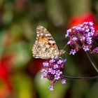 Distelfalter im Blütenparadies