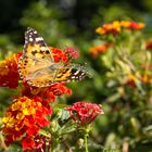 Distelfalter im Botanischen Garten Berlin