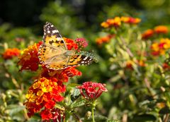 Distelfalter im Botanischen Garten Berlin