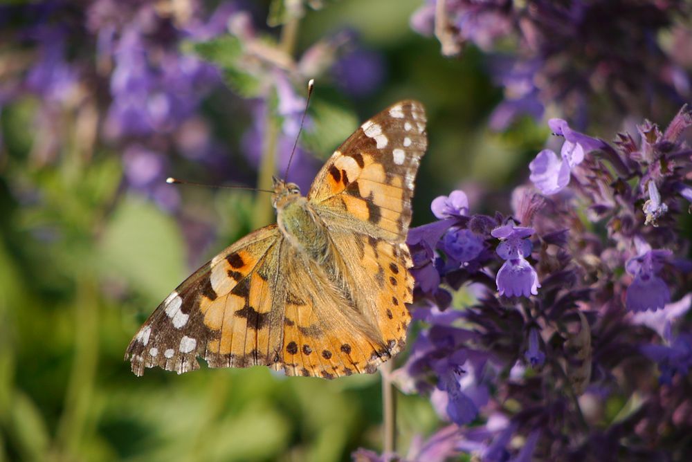Distelfalter im Botanischen Garten Foto & Bild fotos, sommer, natur