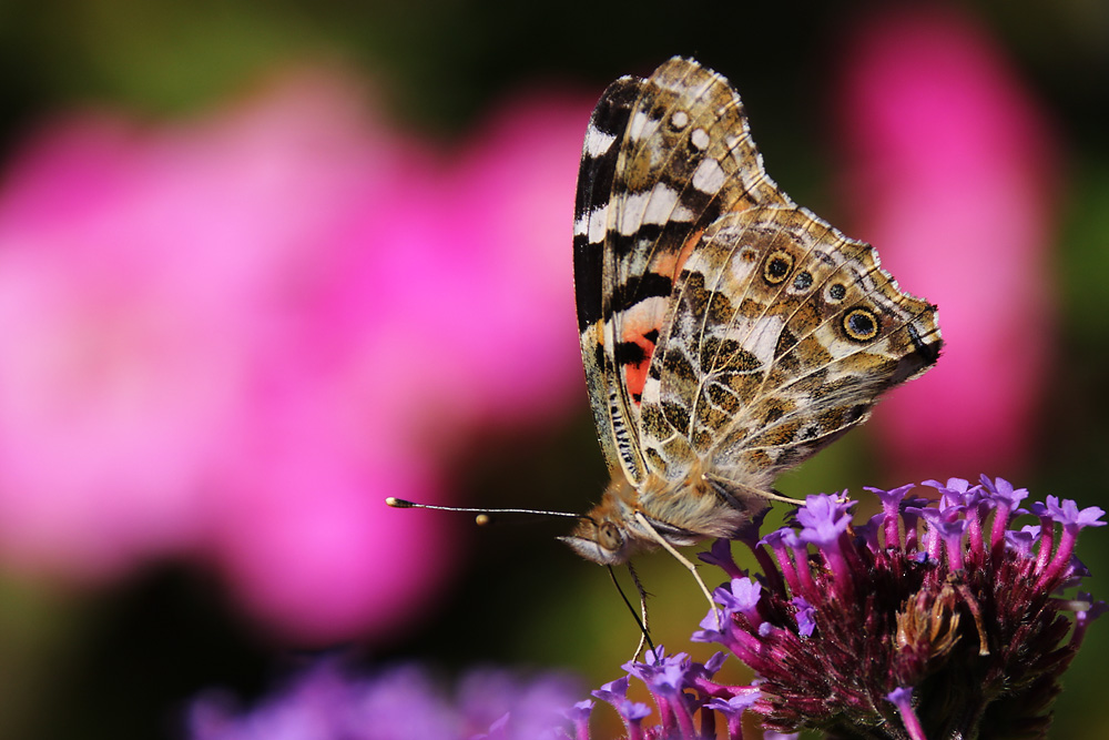 Distelfalter im Farbenland