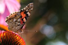 Distelfalter im Farbenrausch