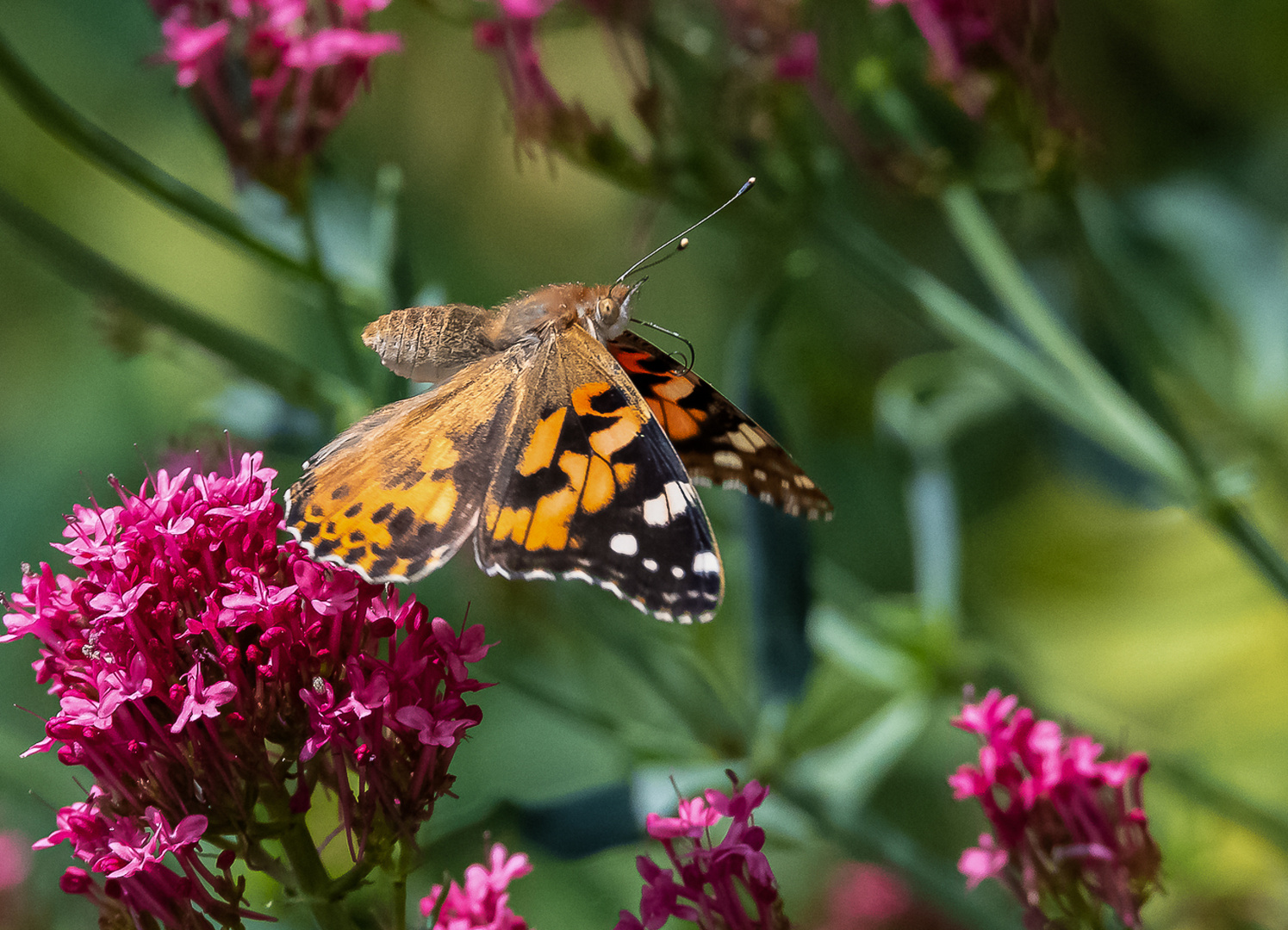 Distelfalter im Flug