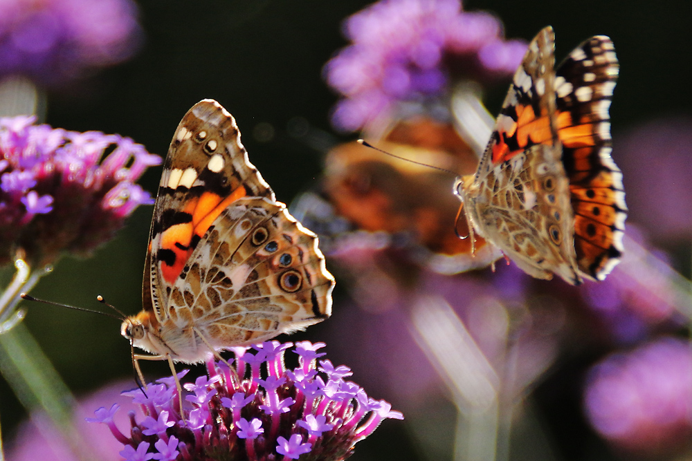 Distelfalter im Flug und im Ansitz