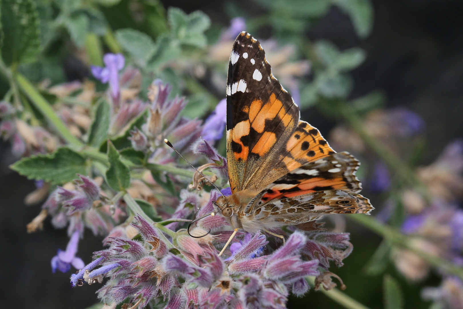 Distelfalter im Garten (2016_07_25_EOS 6D_7263_ji)