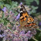 Distelfalter im Garten (2016_07_25_EOS 6D_7263_ji)