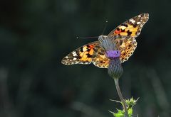 Distelfalter im Gegenlicht