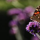 Distelfalter im Gegenlicht