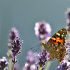 Distelfalter im Gegenlicht