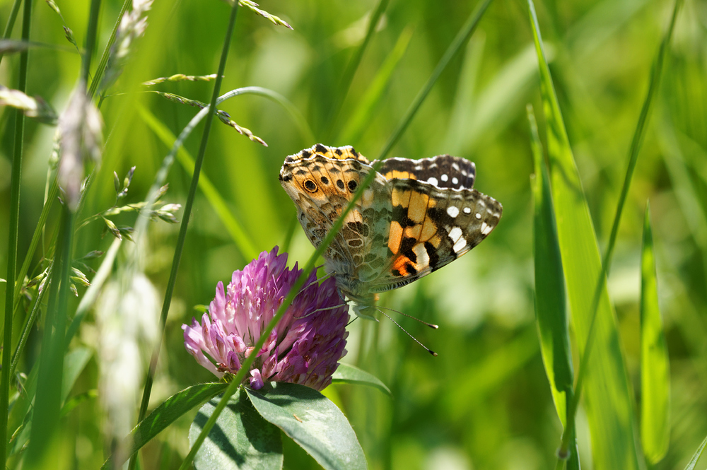 Distelfalter im Gras