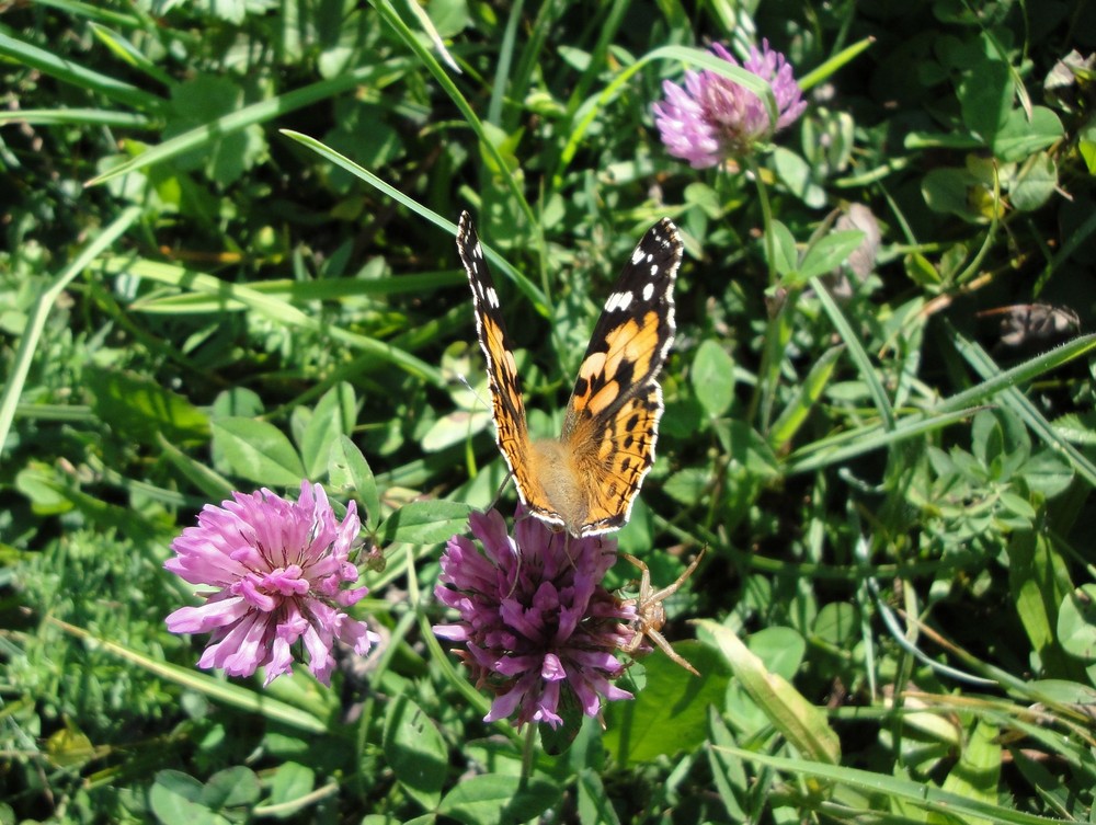 Distelfalter im Herbst