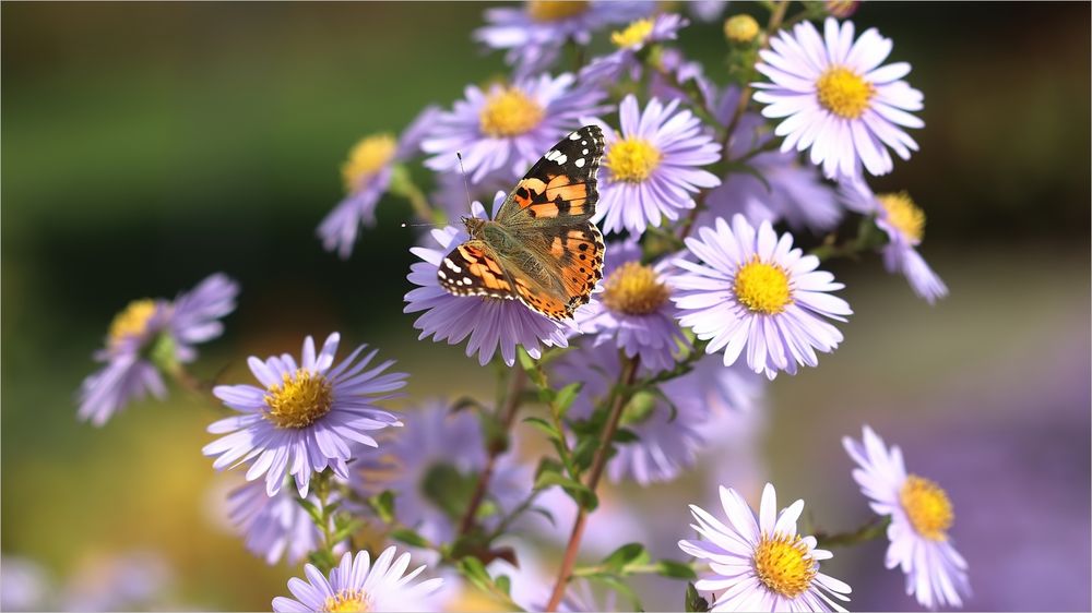 Distelfalter im Herbst