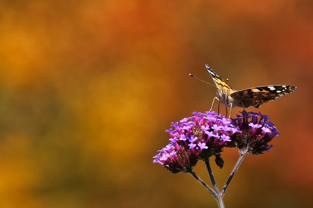 Distelfalter im Herbstambiente