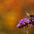 Distelfalter im Herbstambiente