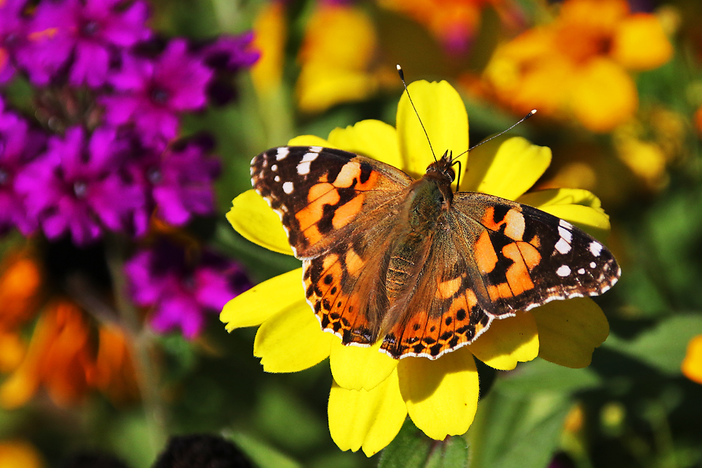 Distelfalter im herbstlichen Farben-Ambiente