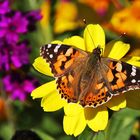 Distelfalter im herbstlichen Farben-Ambiente