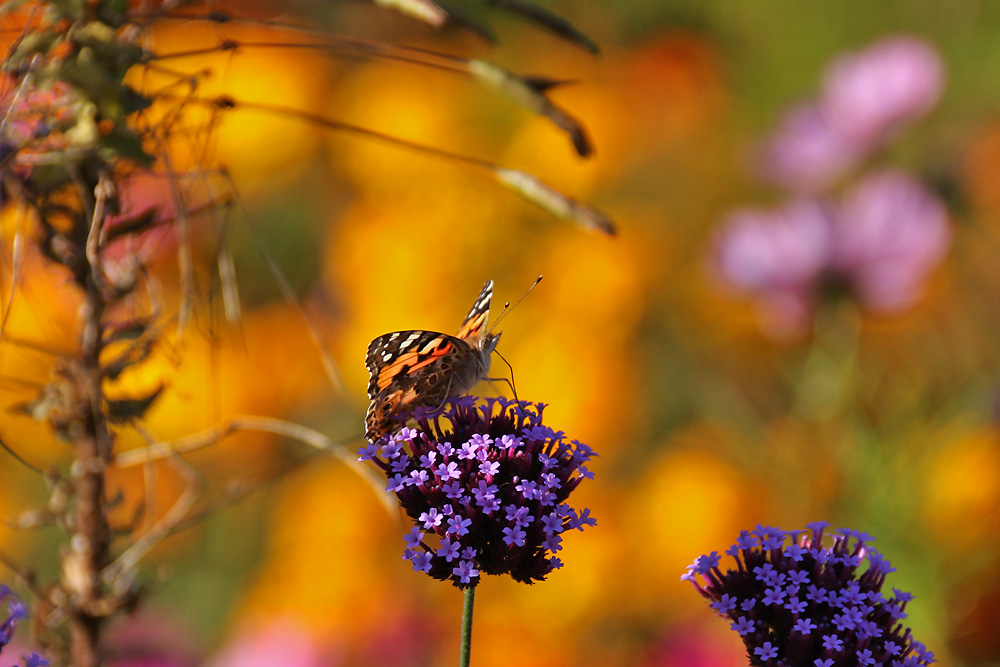 Distelfalter im herbstlichen Farbgewand