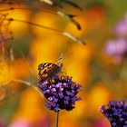 Distelfalter im herbstlichen Farbgewand