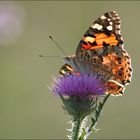 Distelfalter im Morgenlicht