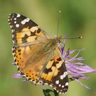 Distelfalter im Oktober