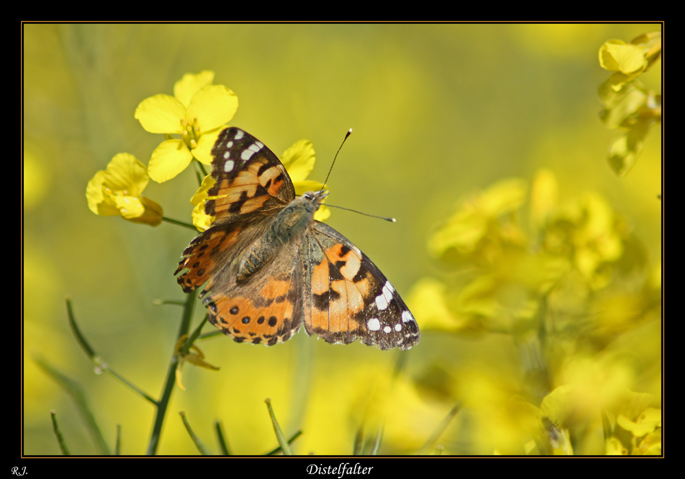 Distelfalter im Rapsfeld