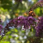 Distelfalter im Schmetterlingsflieder