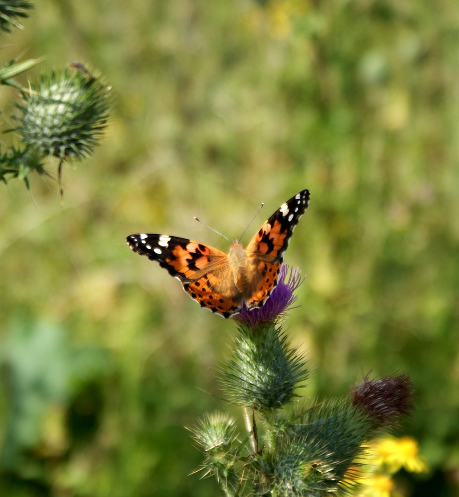 Distelfalter in der Lippeaue