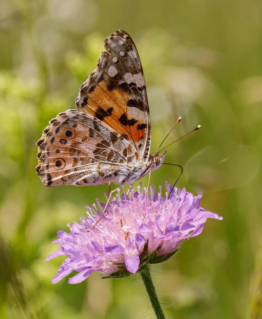 Distelfalter in der Seitenansicht  (Vanessa cardui)