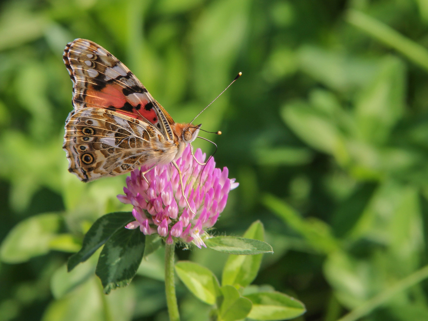 Distelfalter in freier Natur