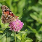 Distelfalter in freier Natur