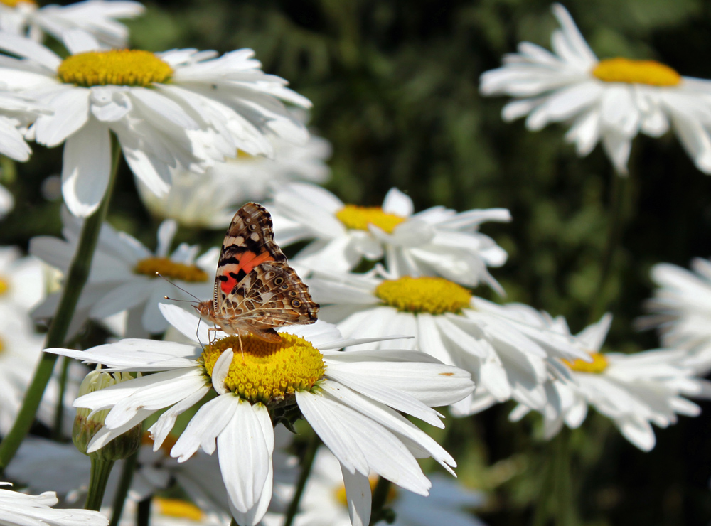 Distelfalter in Omas Garten an Margarete