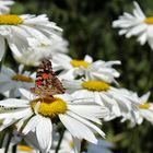 Distelfalter in Omas Garten an Margarete