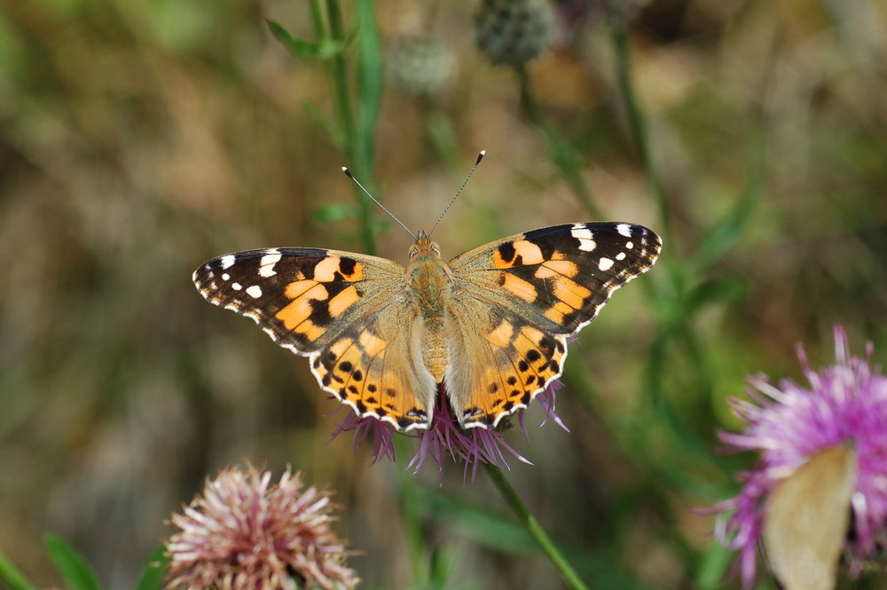 Distelfalter ( Kerpen, 23.07.2006 )