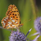 (Distelfalter.... ) Kleiner Perlmuttfalter