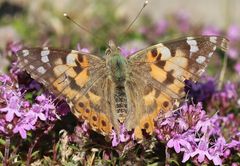 Distelfalter labt sich an wildem Thymian