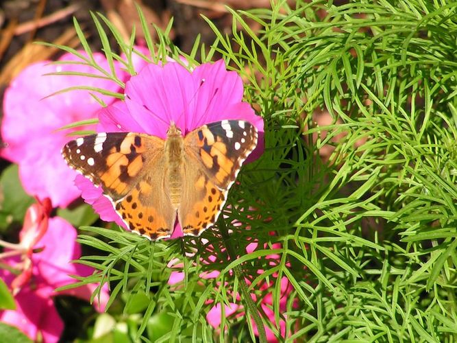 Distelfalter leider nicht auf Distel