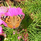 Distelfalter leider nicht auf Distel