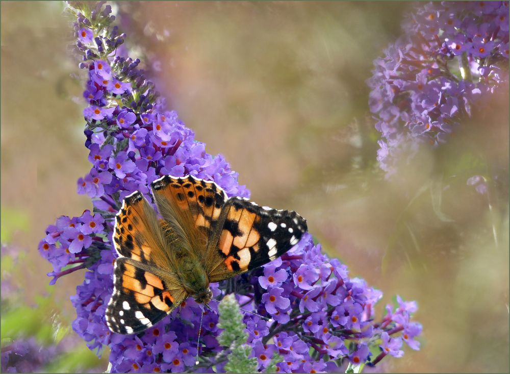 Distelfalter       Mariposa  III 