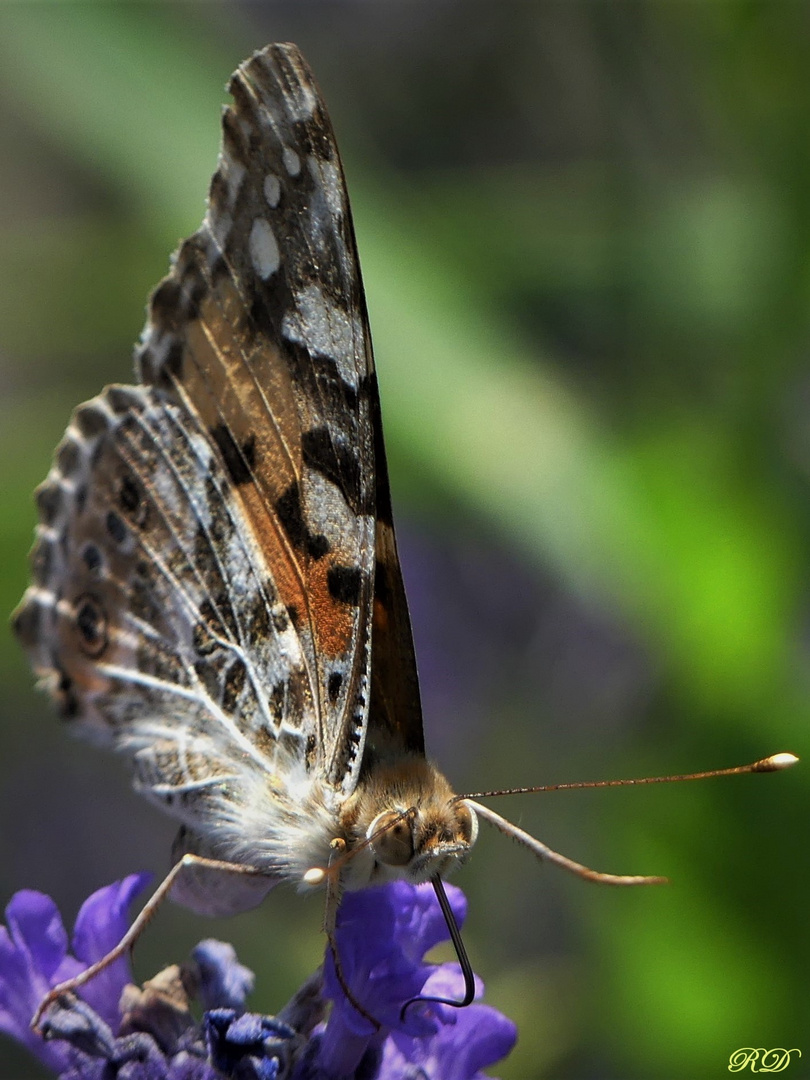 Distelfalter mit großen Augen