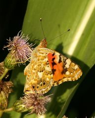 Distelfalter mit nem Blatt vorm Kopf