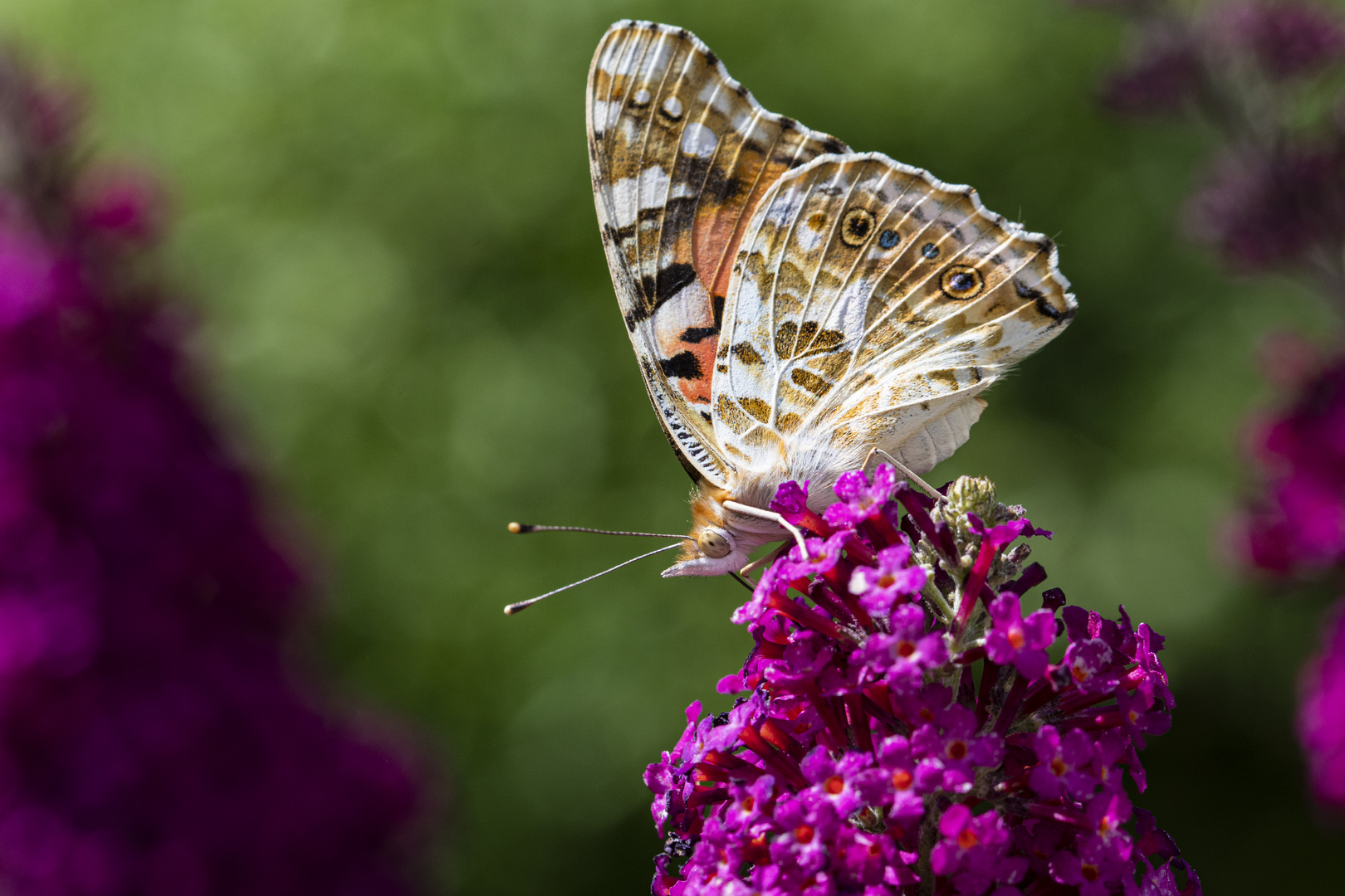 Distelfalter nascht am Sommerflieder