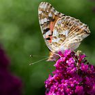 Distelfalter nascht am Sommerflieder