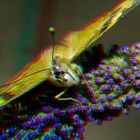 Distelfalter (Nymphalidae) 