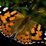 Distelfalter oder Painted Lady