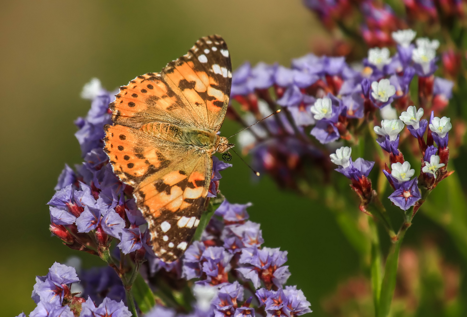 Distelfalter Painted Lady