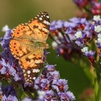 Distelfalter Painted Lady