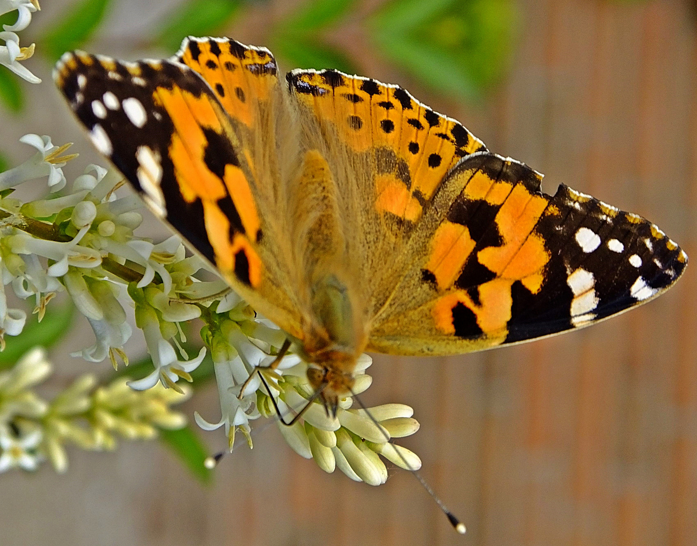 Distelfalter  -  painted lady